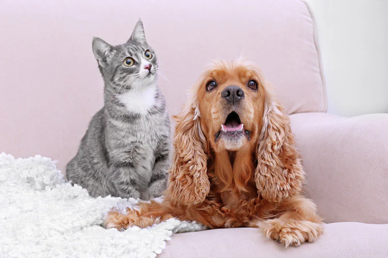 Chiens et chats ensemble