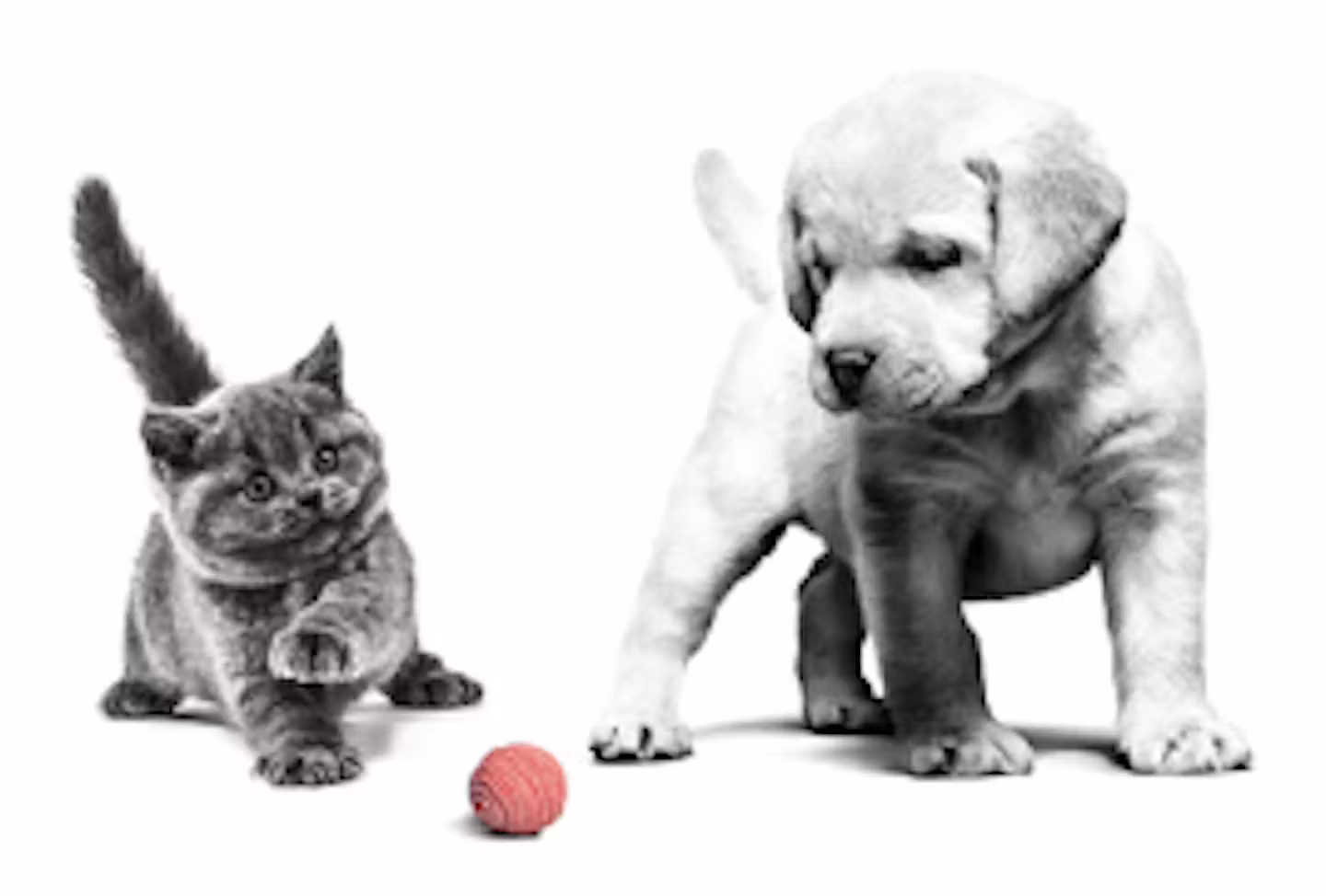 Chien dans la lumiere du soleil